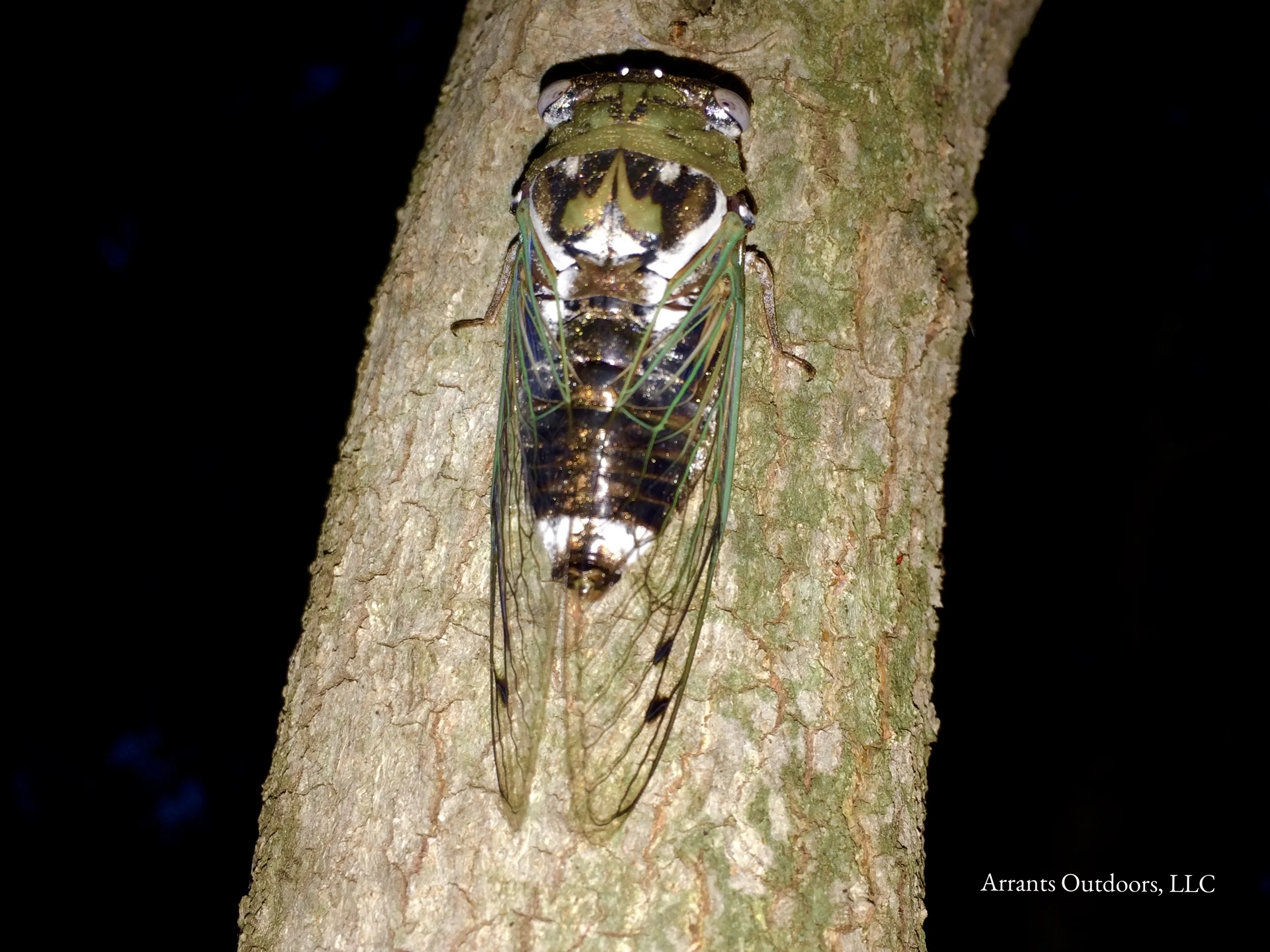 Finished product, now dry and back on the branch. This cicada began singing very soon after drying and was broadcasting quite a high decibel rating! (Click to enlarge)