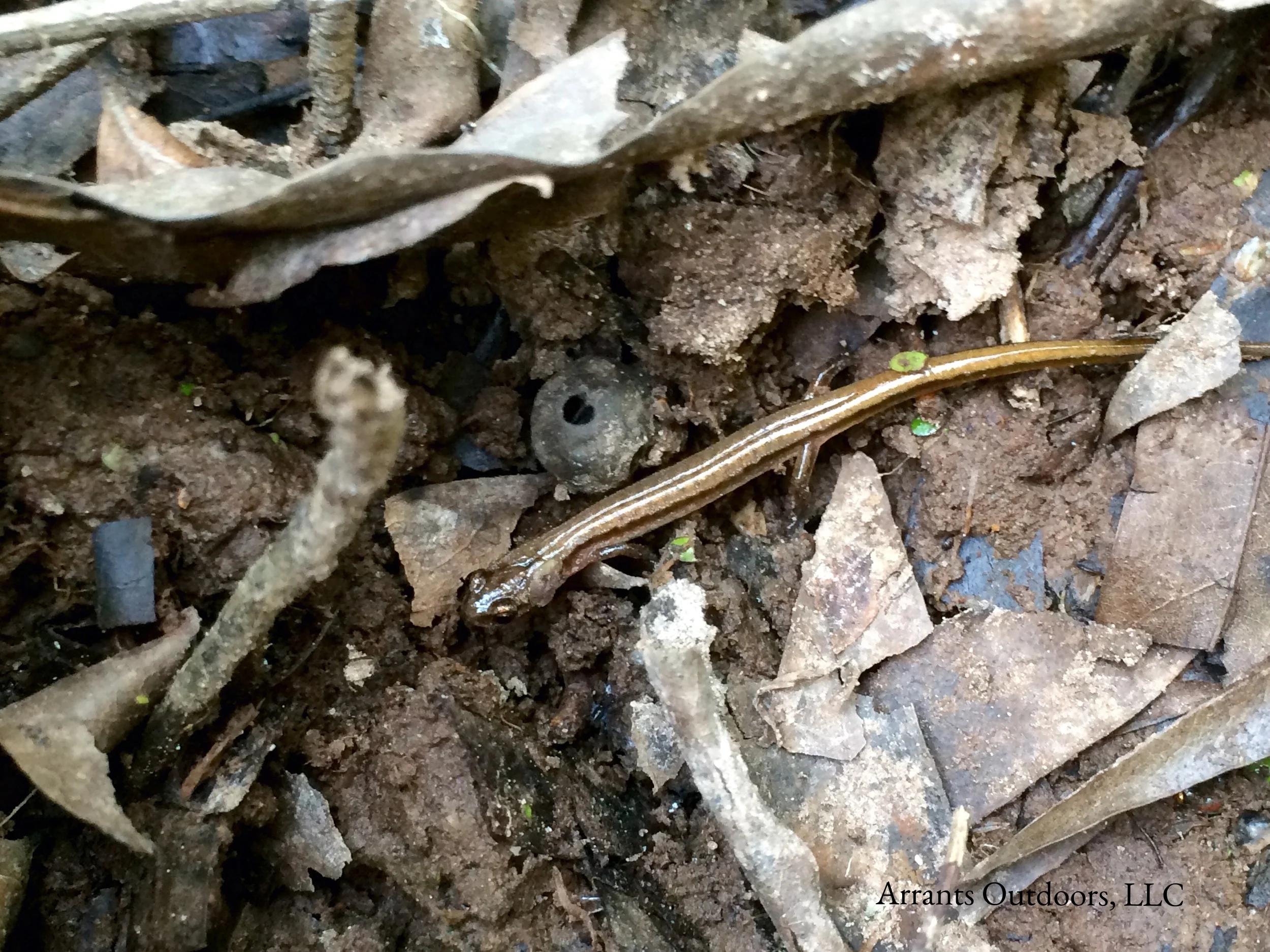Dwarf Salamander (Eurycea quadridigitata) in the leaf litter at the edge of a small, bring fed pool. Click to enlarge