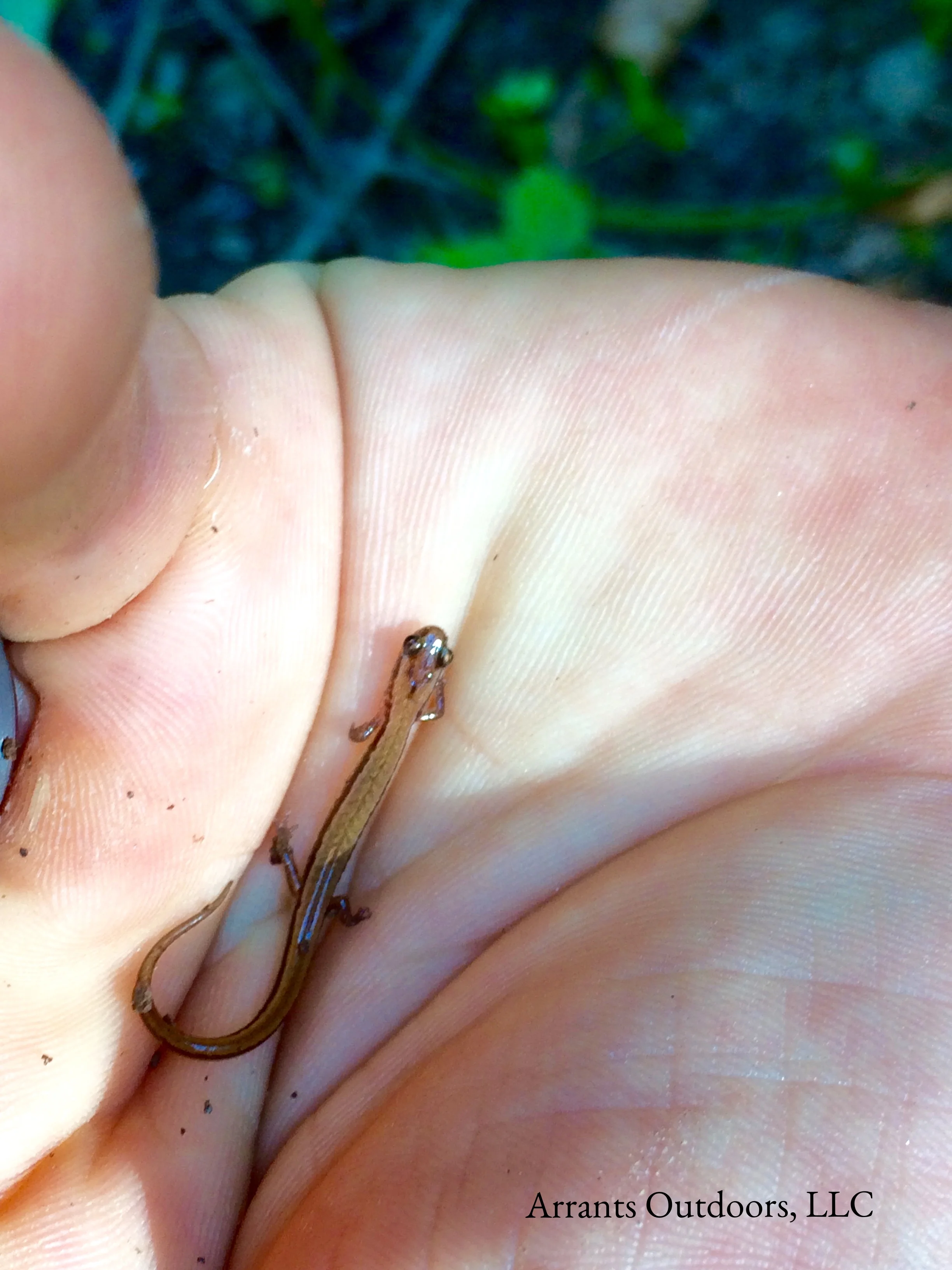 A fully grown Dwarf Salamander (Eurycea quadridigitata) in the capable hands of Josh Castleberry. Click to enlarge