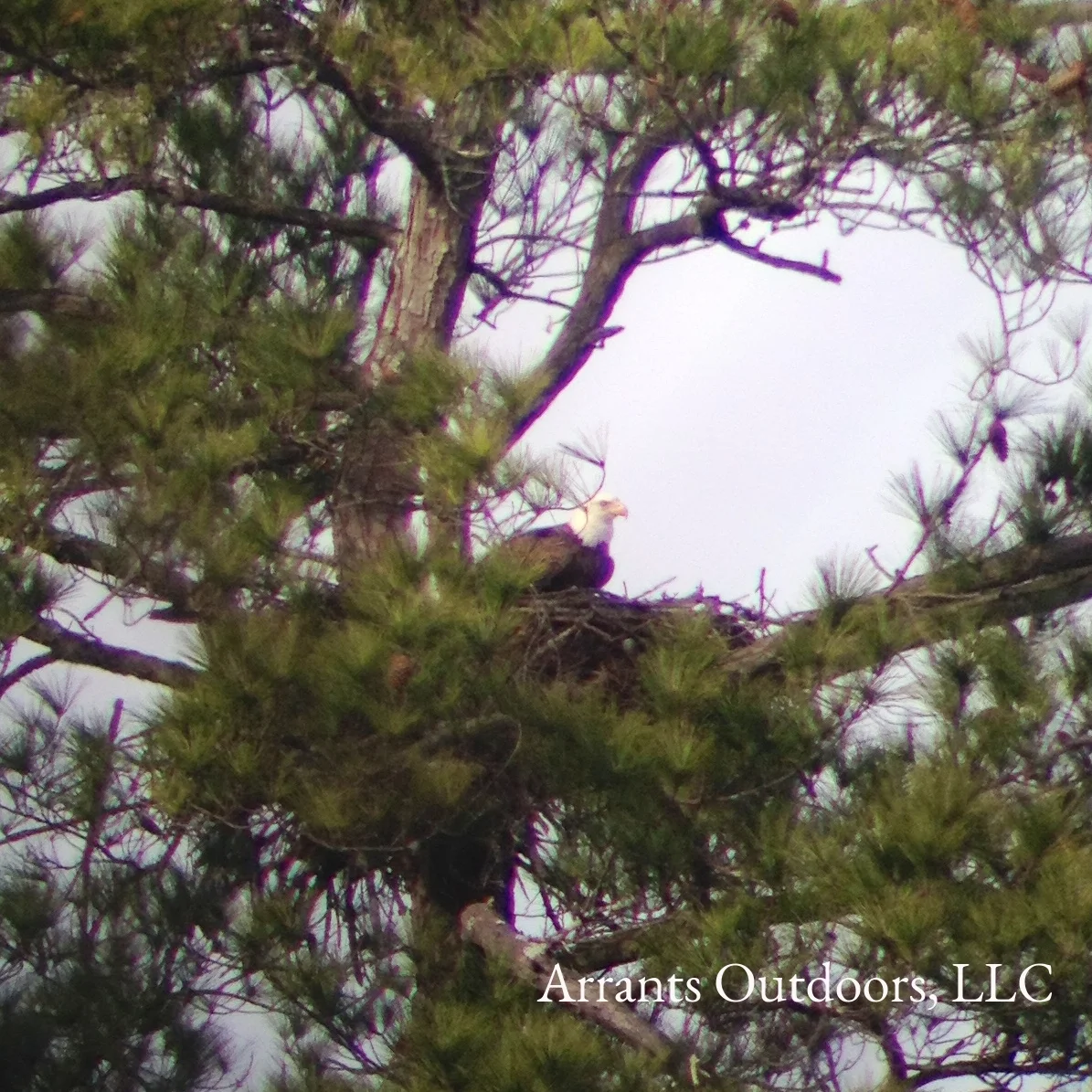 Bald Eagle on nest in SC. The adults at this nest made a very good living taking wintering gulls from nearby lakes and ponds (and even a landfill). Photo taken 12/31/13
