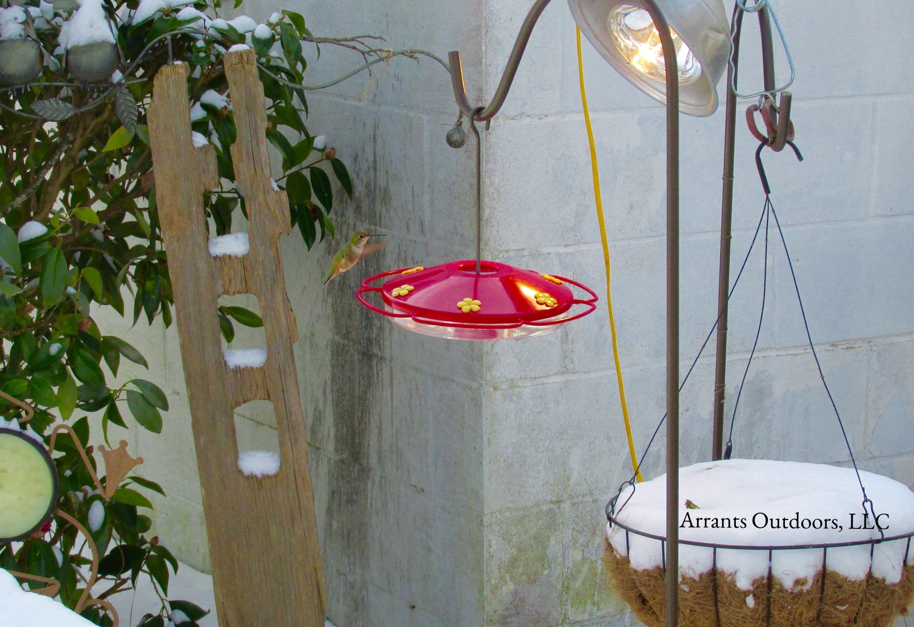 Rufous Hummingbird (Selasphorus rufus ) at feeder in the snow. A heat lamp and fresh nectar was provided throughout her accidental winter stay. Showing up in December 2013, she stayed until April 2014. (Click to enlarge)