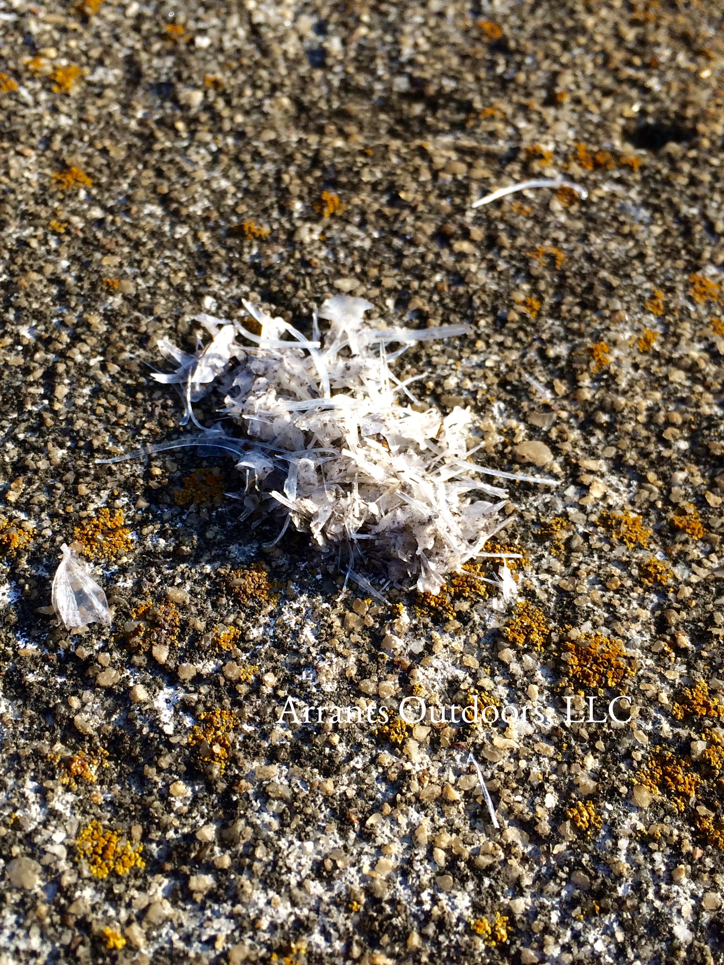 A second blob. This one is made up of the same material, but is in a different location. This photo also has many clues that will help us solve this mystery.