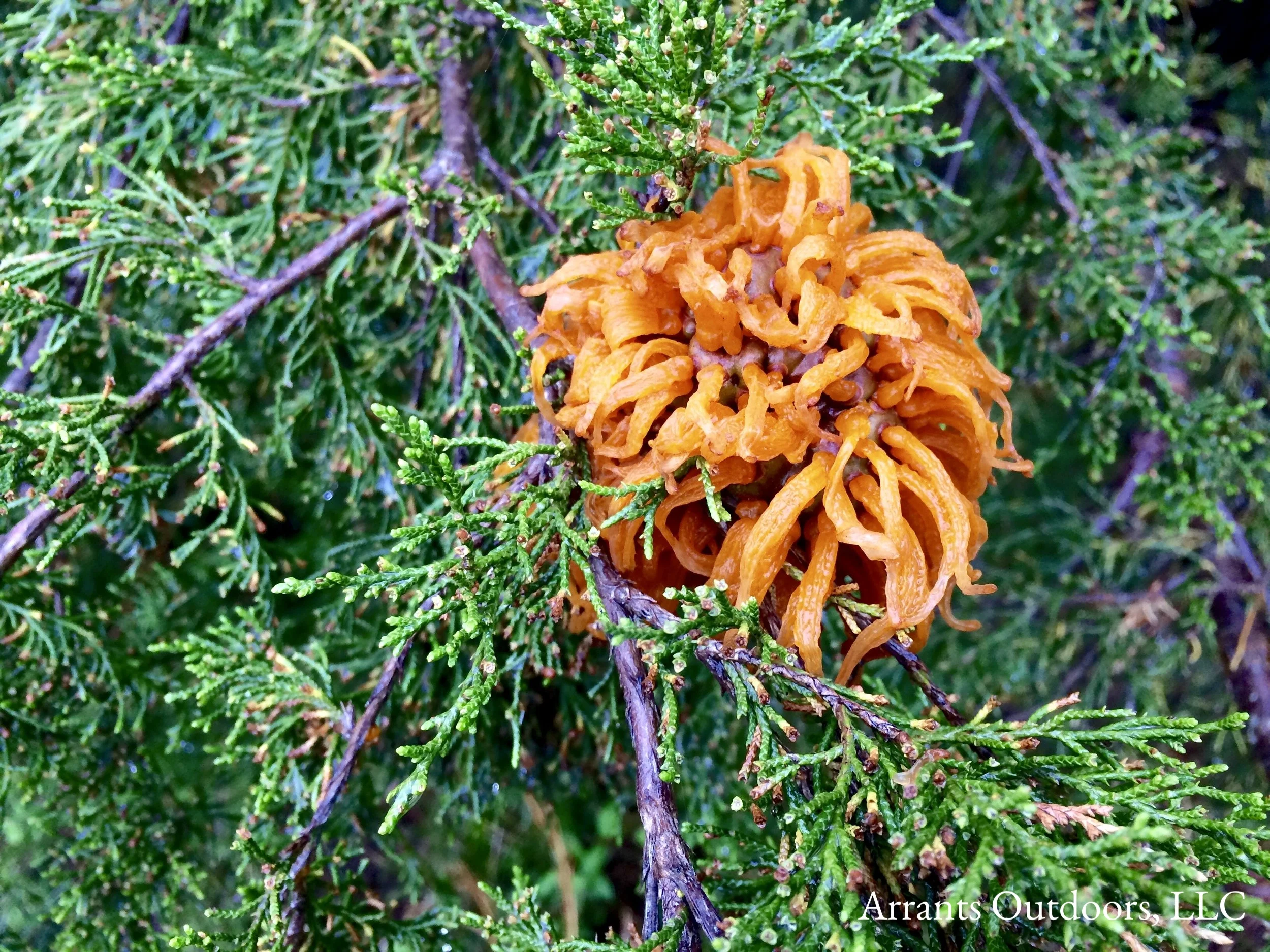 Cedar-Apple Rust Fugus
Normal
0
false
false
false
EN-US
JA
X-NONE
/* Style Definitions */
table.MsoNormalTable
{mso-style-name:"Table Normal";
mso-tstyle-rowband-size:0;
mso-tstyle-colband-size:0;
mso-style-noshow:yes;
mso-style-priority:99;
mso-style-parent:"";
mso-padding-alt:0in 5.4pt 0in 5.4pt;
mso-para-margin:0in;
mso-para-margin-bottom:.0001pt;
mso-pagination:widow-orphan;
font-size:12.0pt;
font-family:"Times New Roman";}
(Gymnosporangium juniperi-virginianae), seen here on Eastern Red Cedar (Juniperus virginiana).