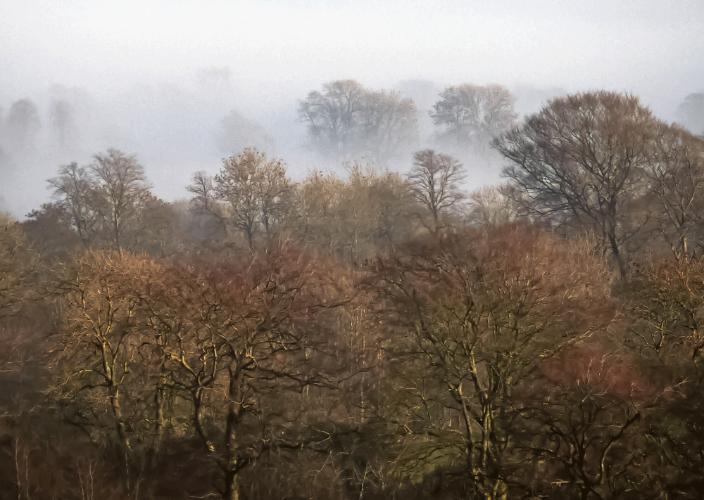 Woodland Mist Wardlow