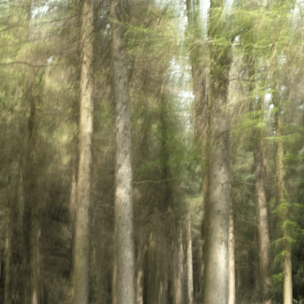 Bole Edge Plantation II