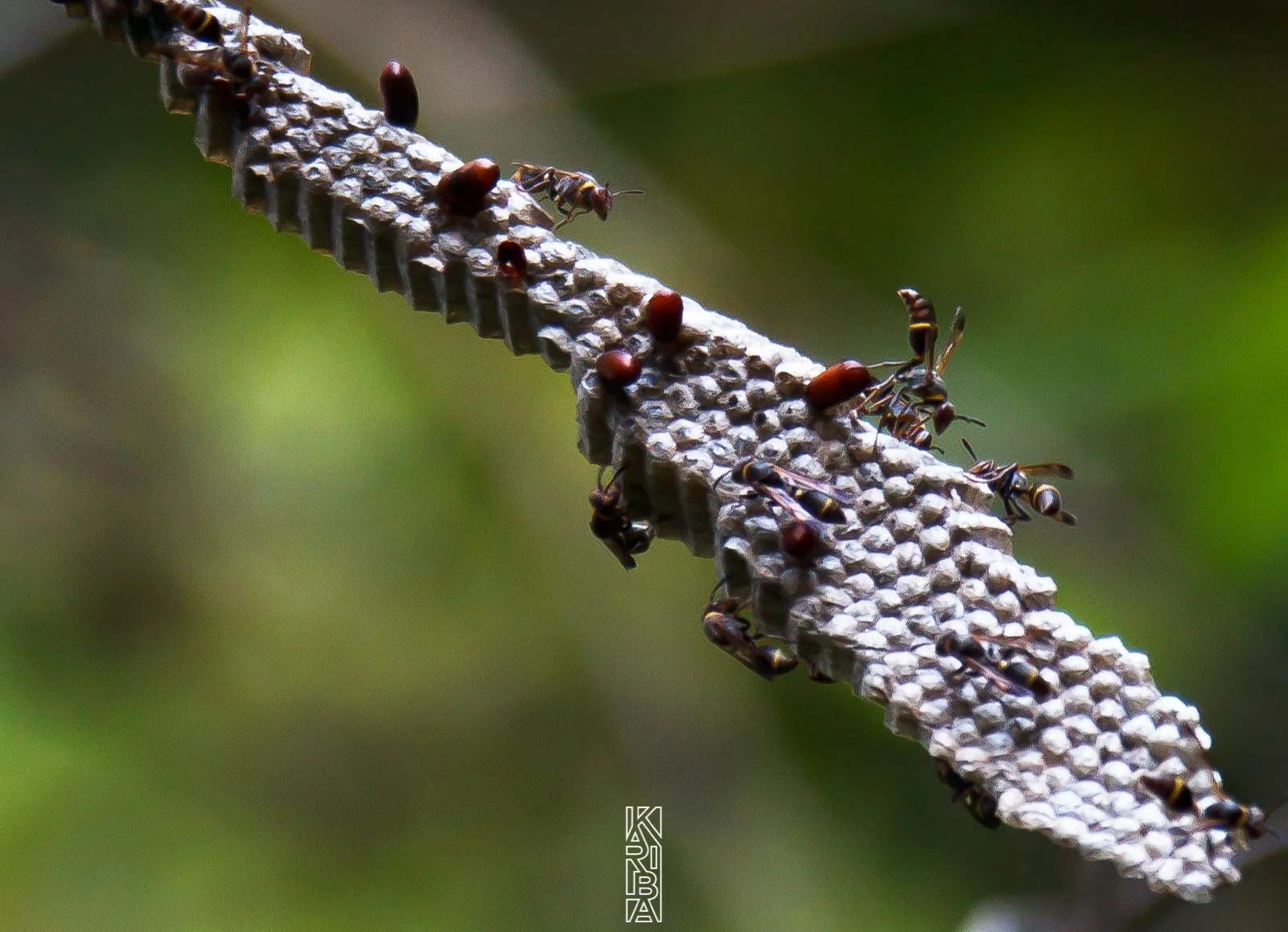 024-mitsio-032011.jpg