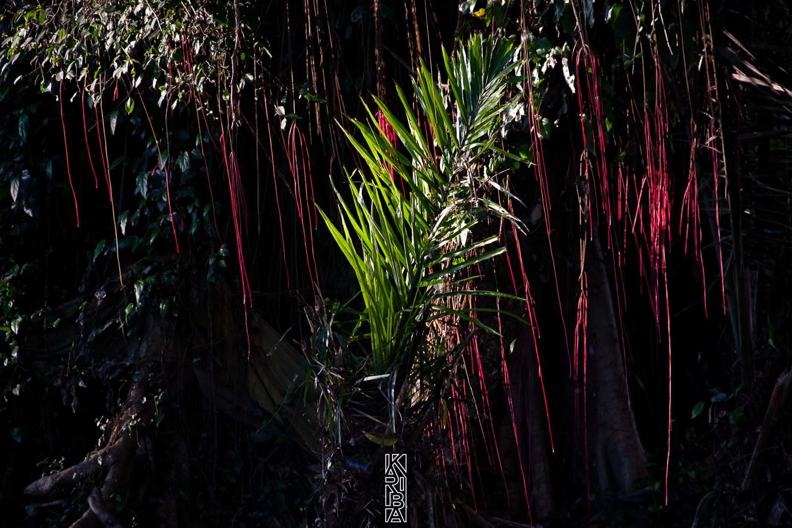 272-Bali-092009.jpg