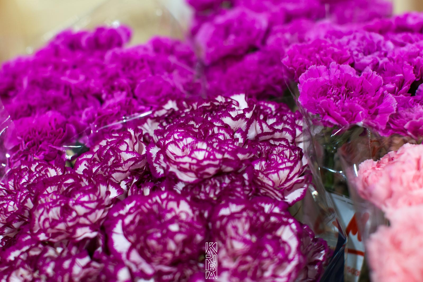 LauriFleurs-04.jpg