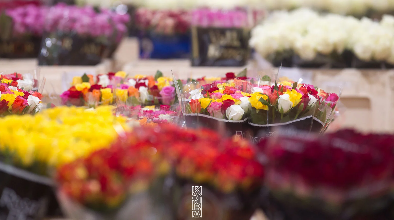 LauriFleurs-17.jpg