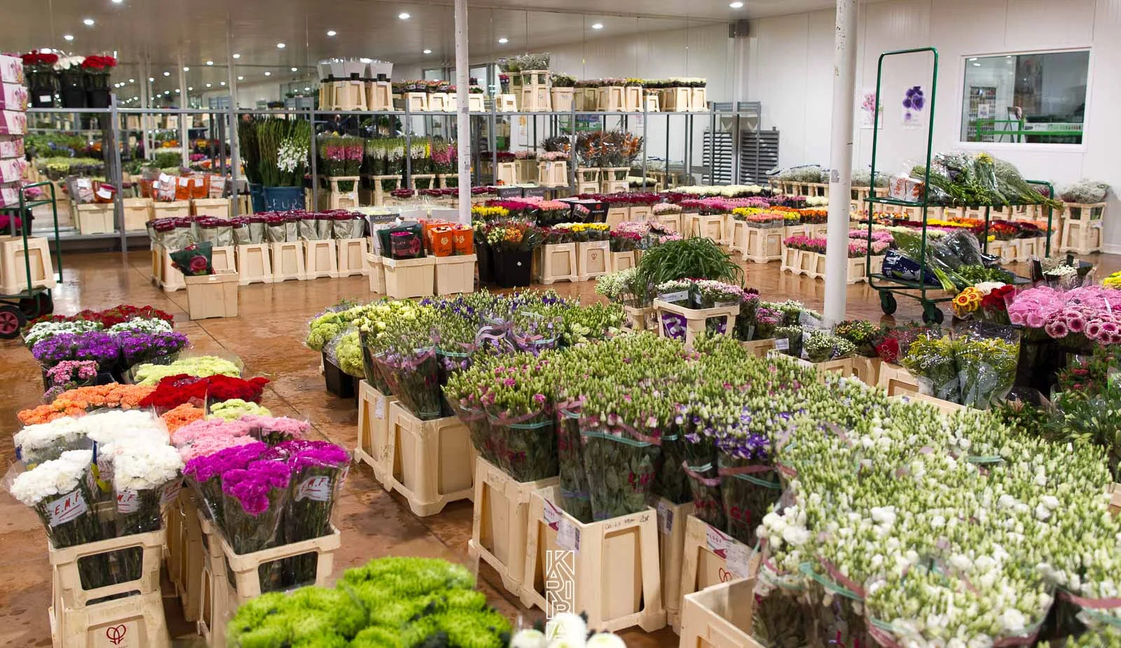 LauriFleurs-18.jpg