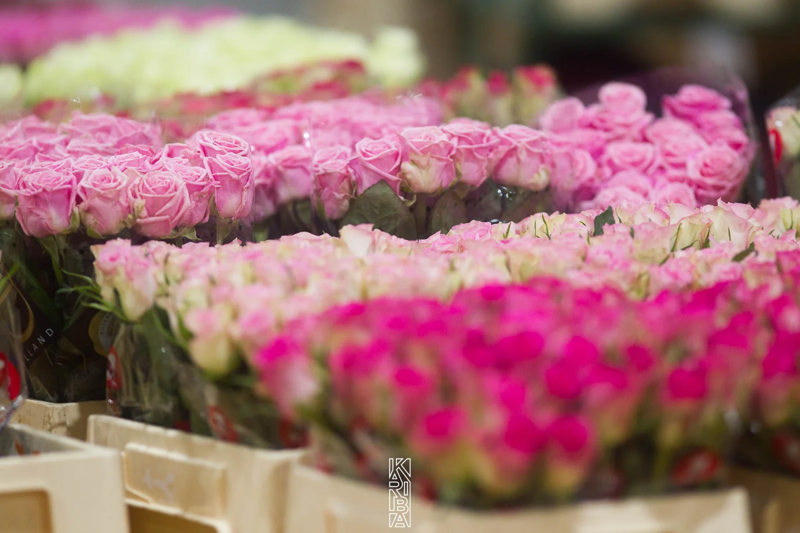 LauriFleurs-34.jpg