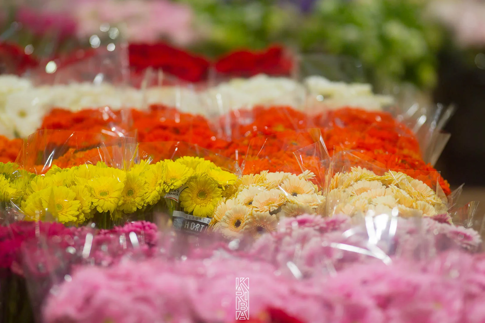 LauriFleurs-35.jpg