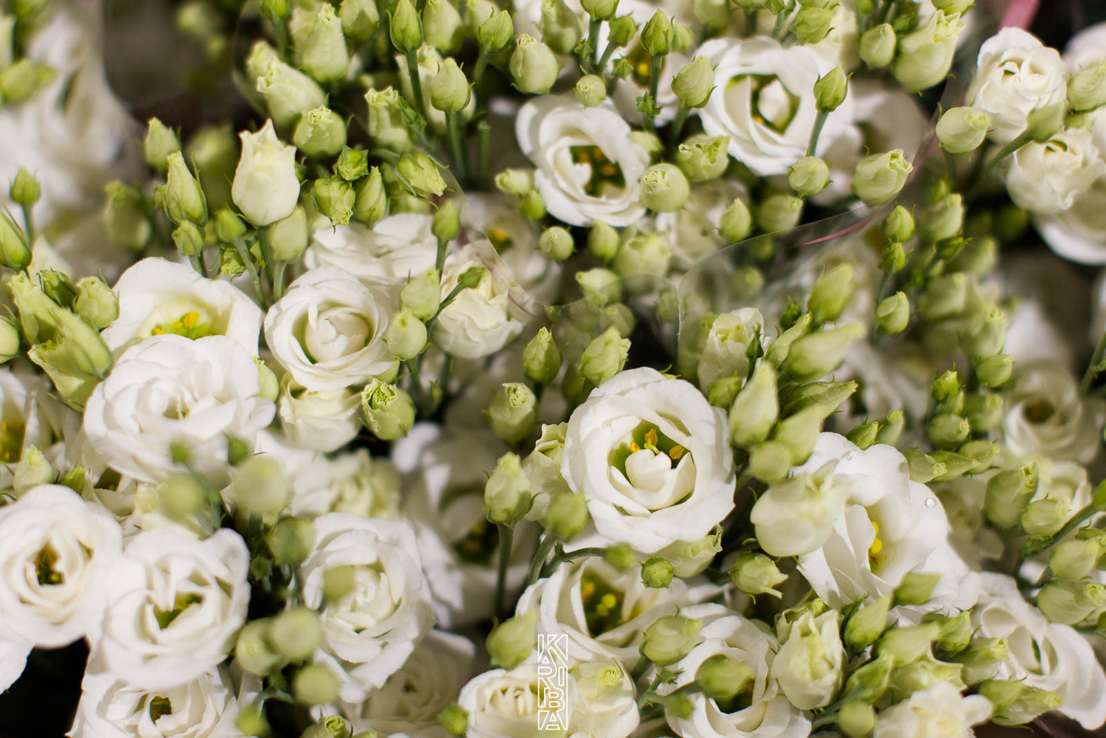 LauriFleurs-44.jpg