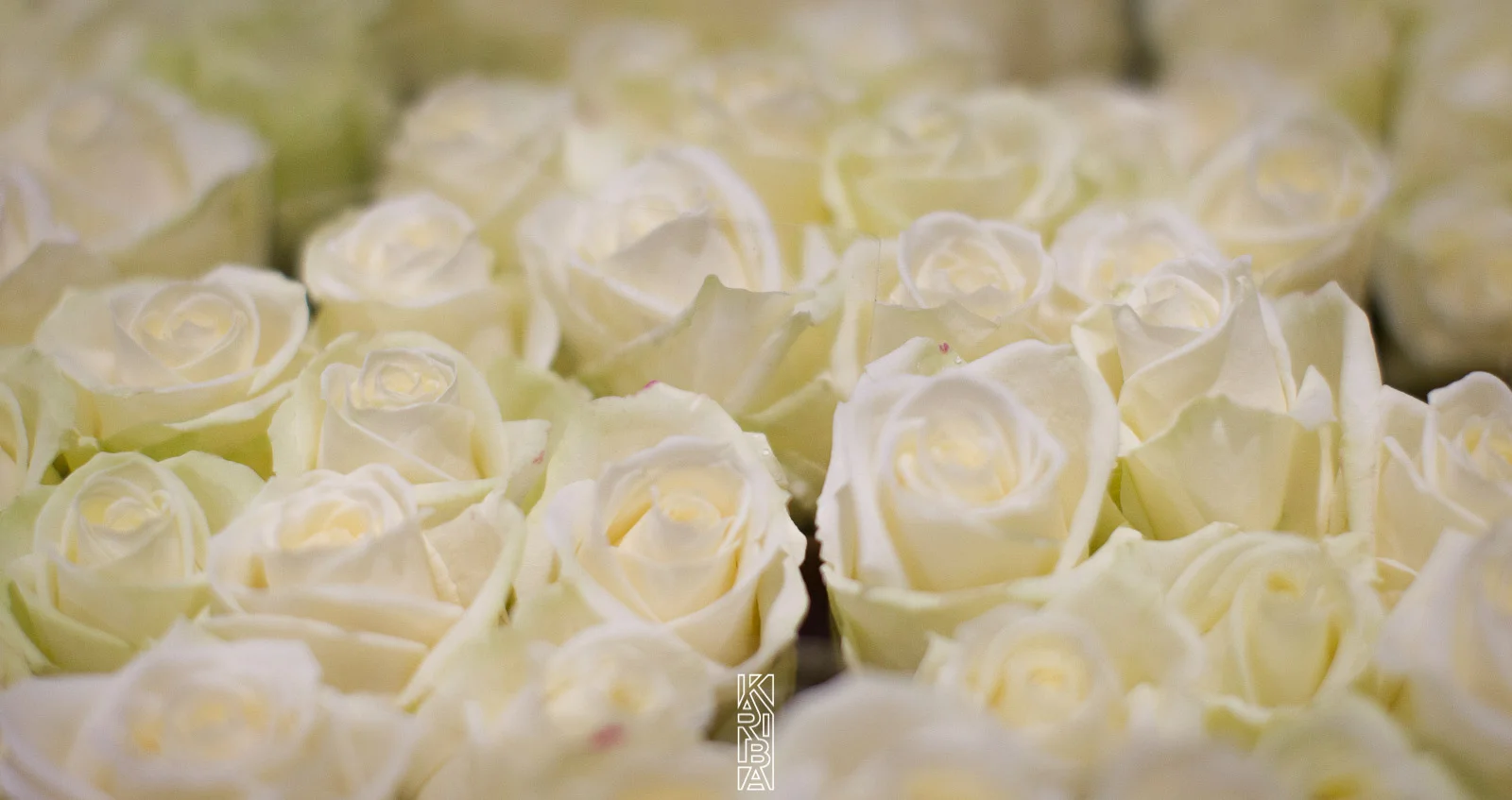 LauriFleurs-49.jpg