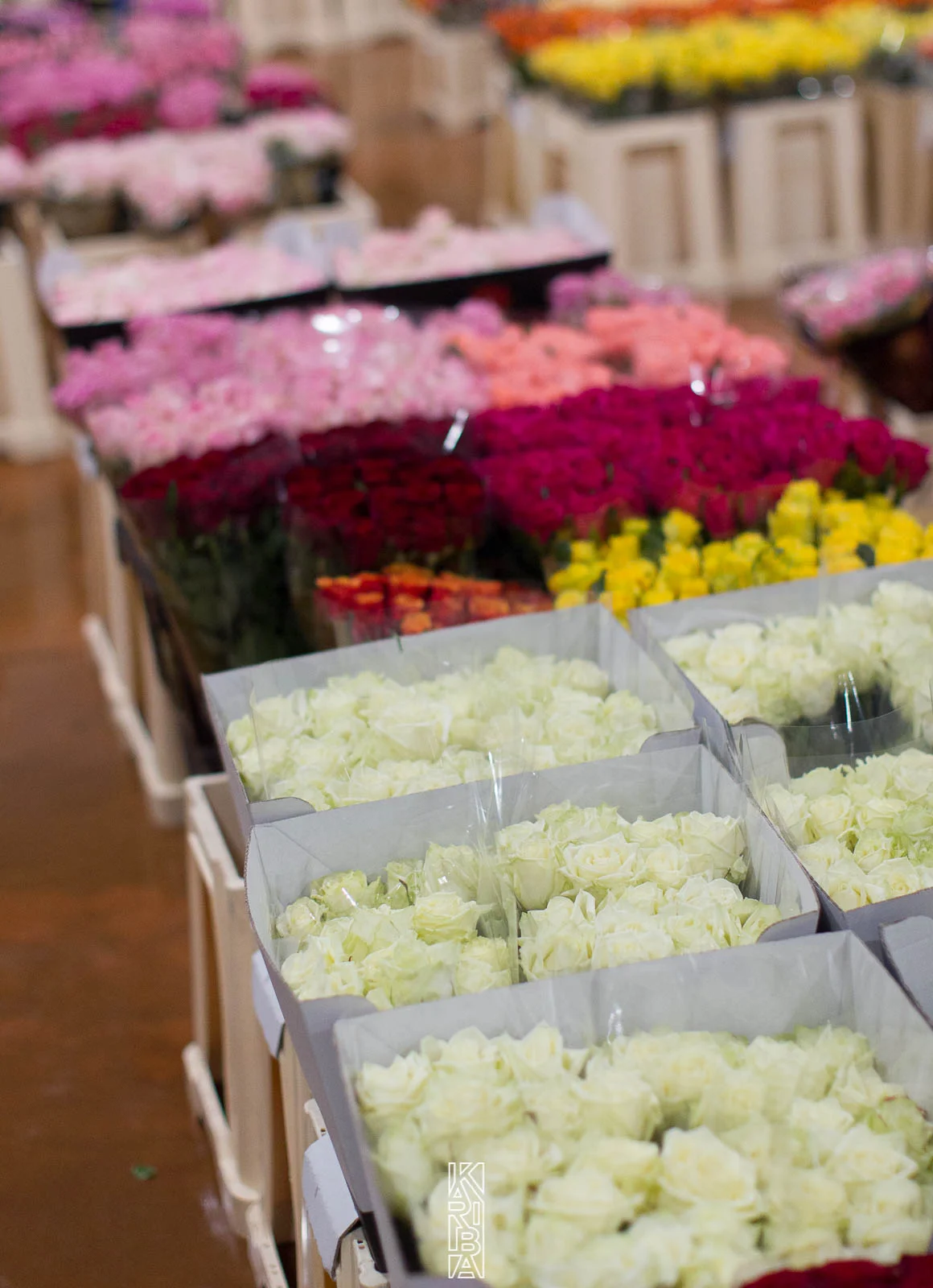 LauriFleurs-54.jpg