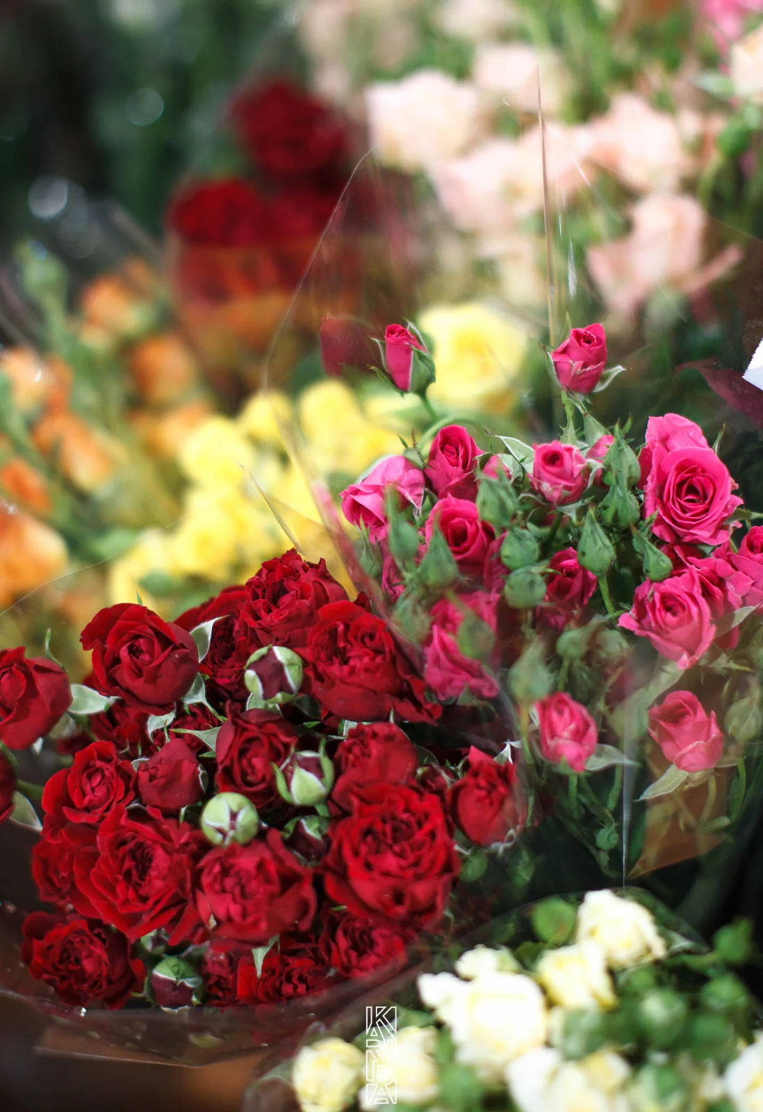 LauriFleurs-55.jpg