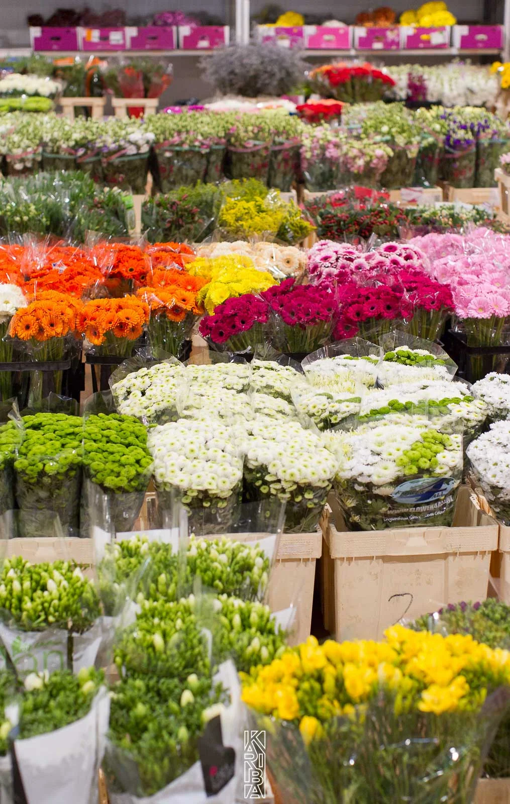LauriFleurs-62.jpg