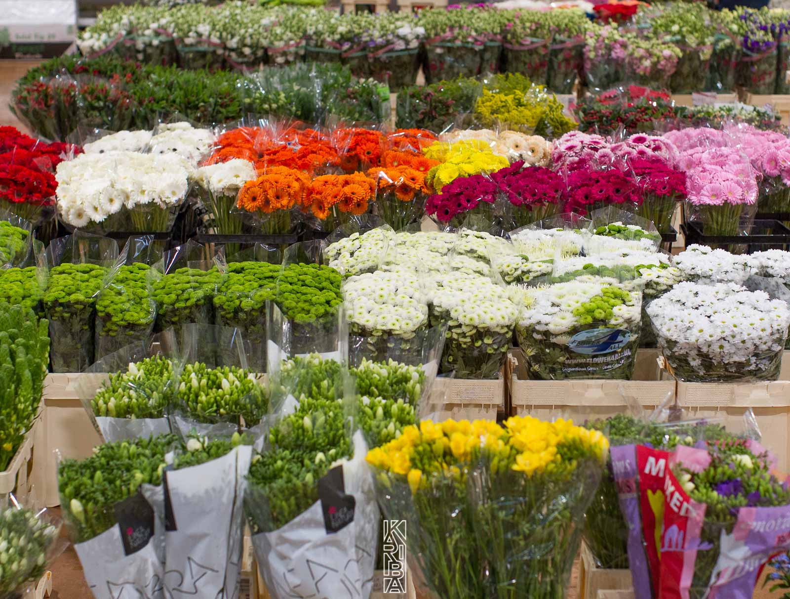 LauriFleurs-64.jpg