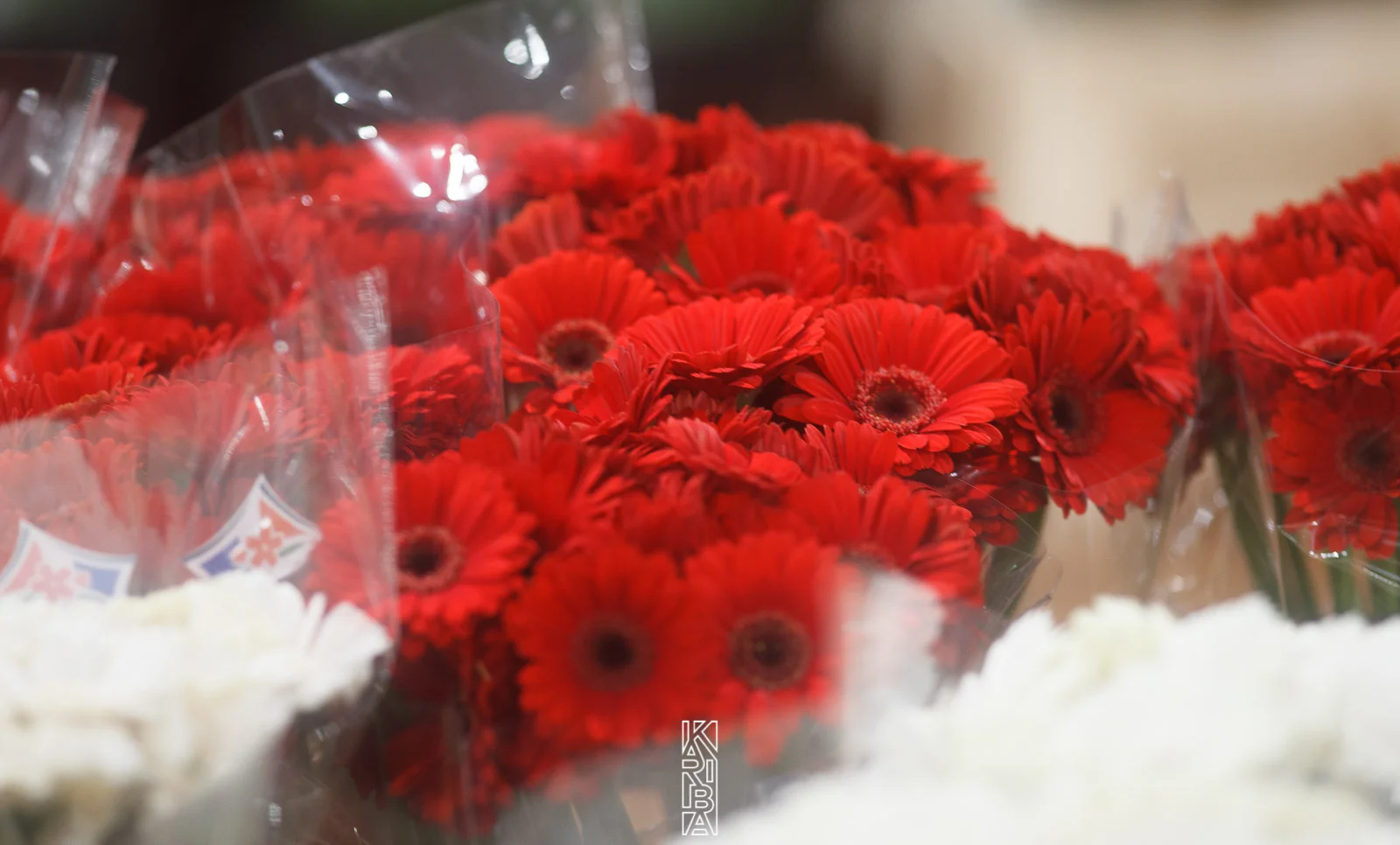 LauriFleurs-78.jpg