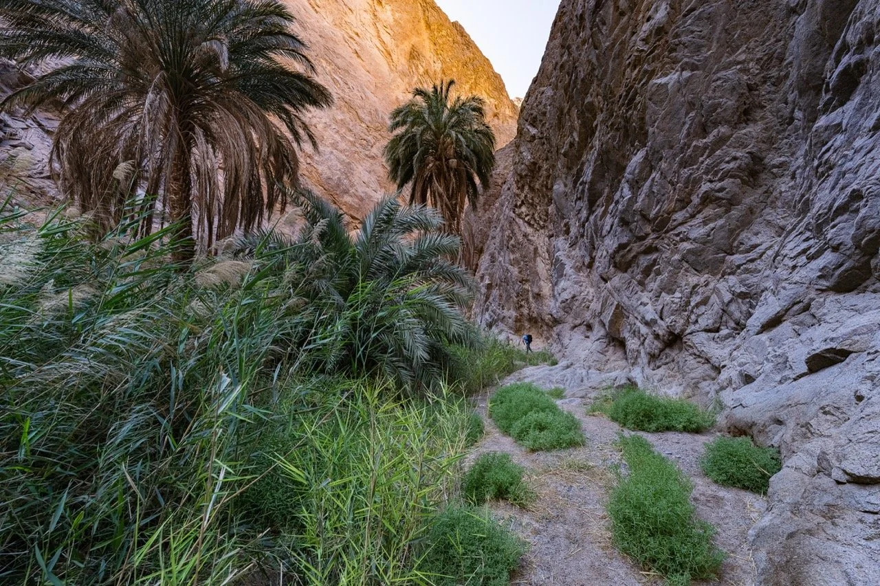 NEOM-NATURE_A118928 - Grande.jpeg