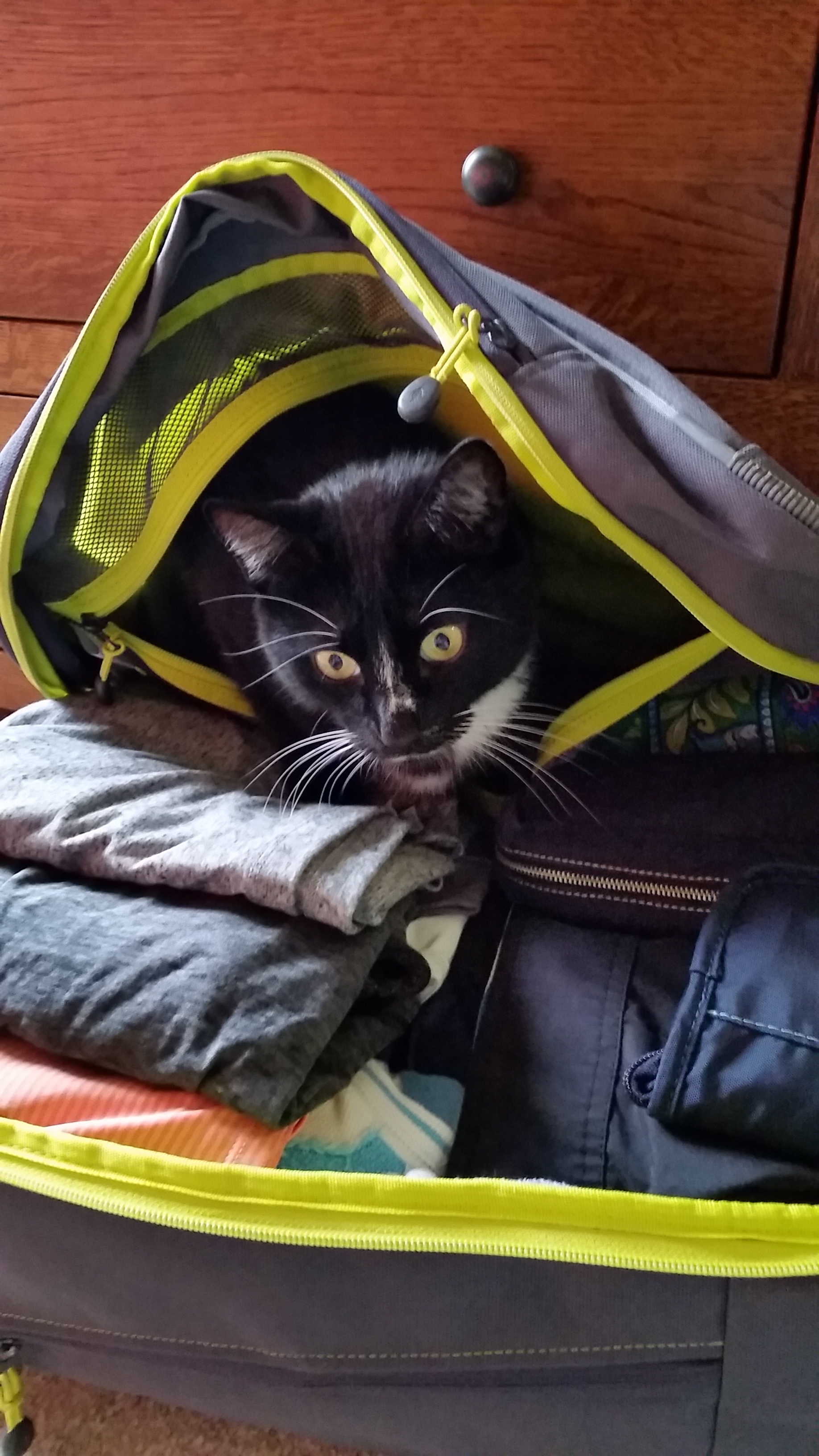 My cat, Siggy, helping with the packing.