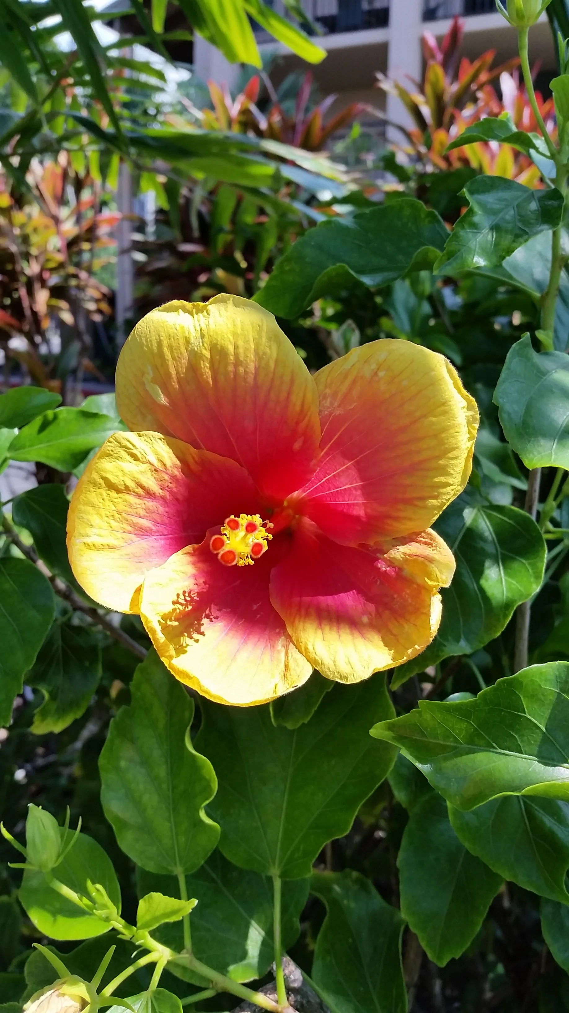 A flower. That's all I got.