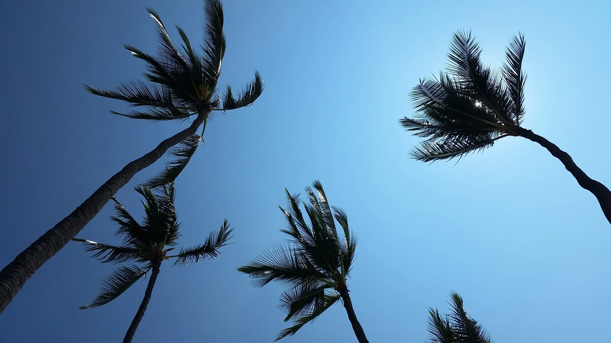 Palm Trees.