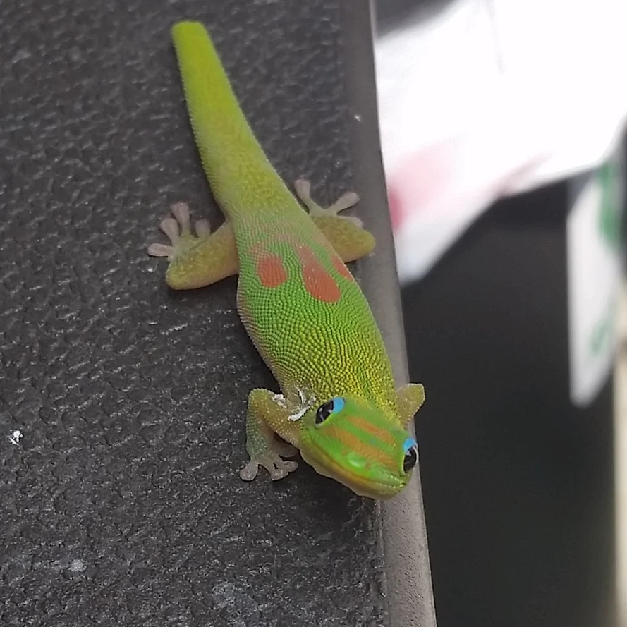 Sup.