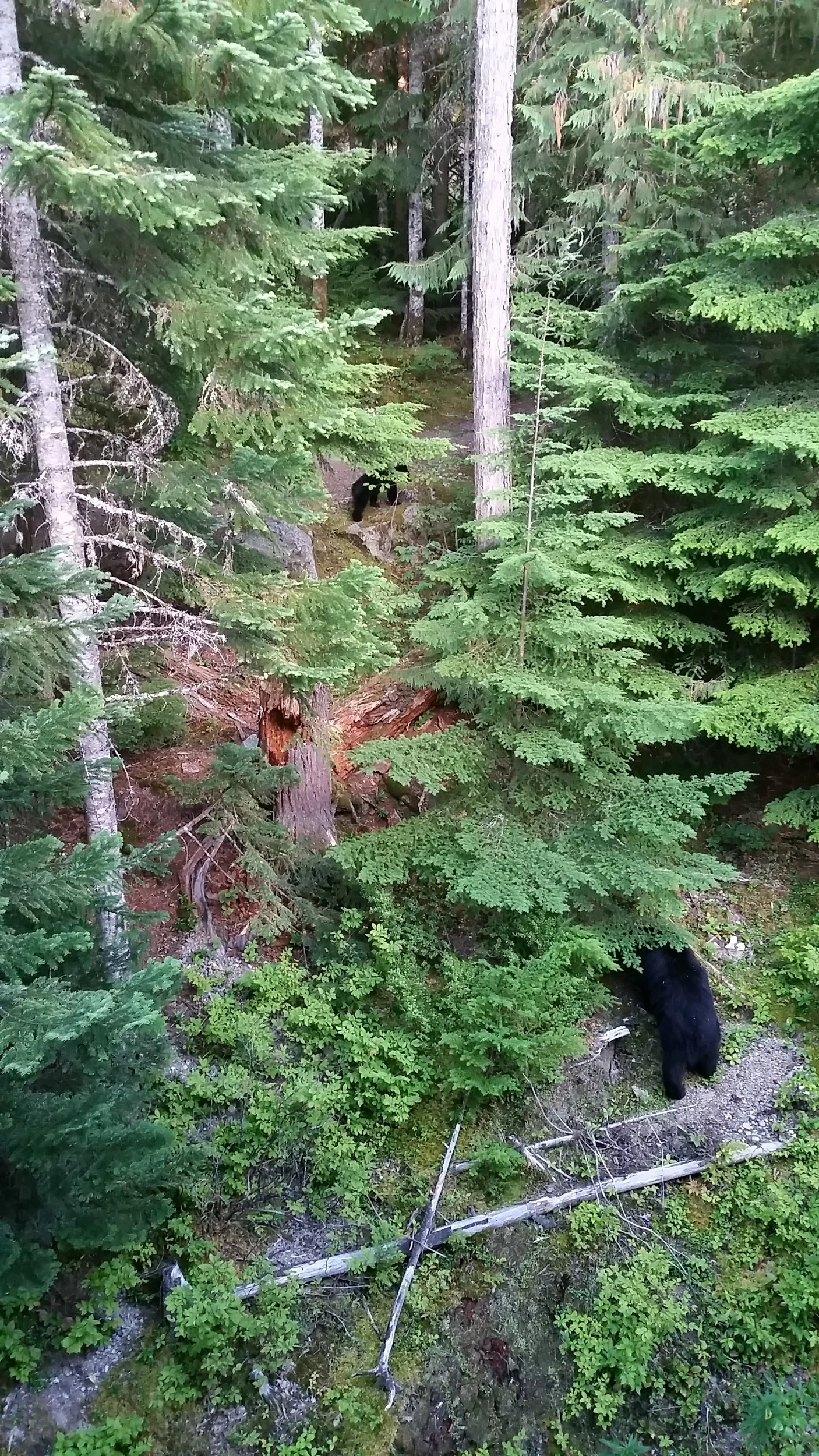 When we got back from dropping the bike off, we saw a mama bear and two cubs just outside our condo.