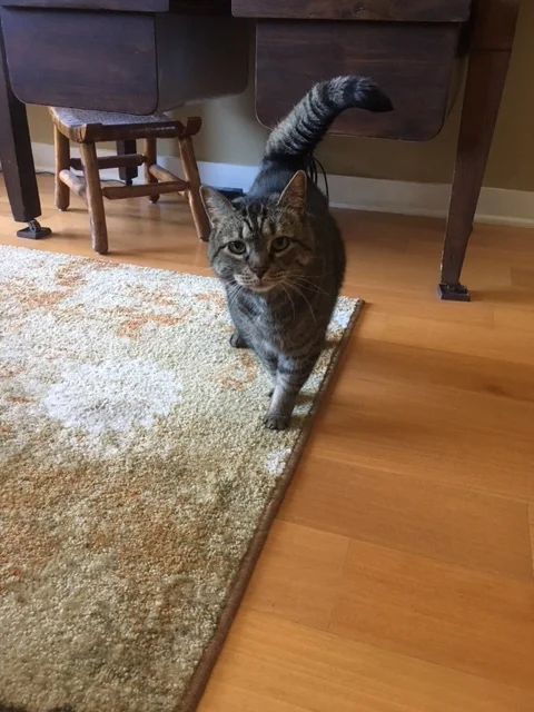 Meet Leo. Our homestay in Chatty had this awesome cat and we hung out throughout the weekend. Leo does tricks for treats including jumping through hoops. Leo is awesome. Be like Leo.