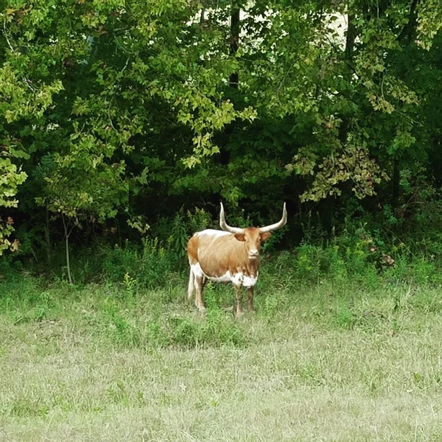 Made friends with this guy while previewing the bike course.