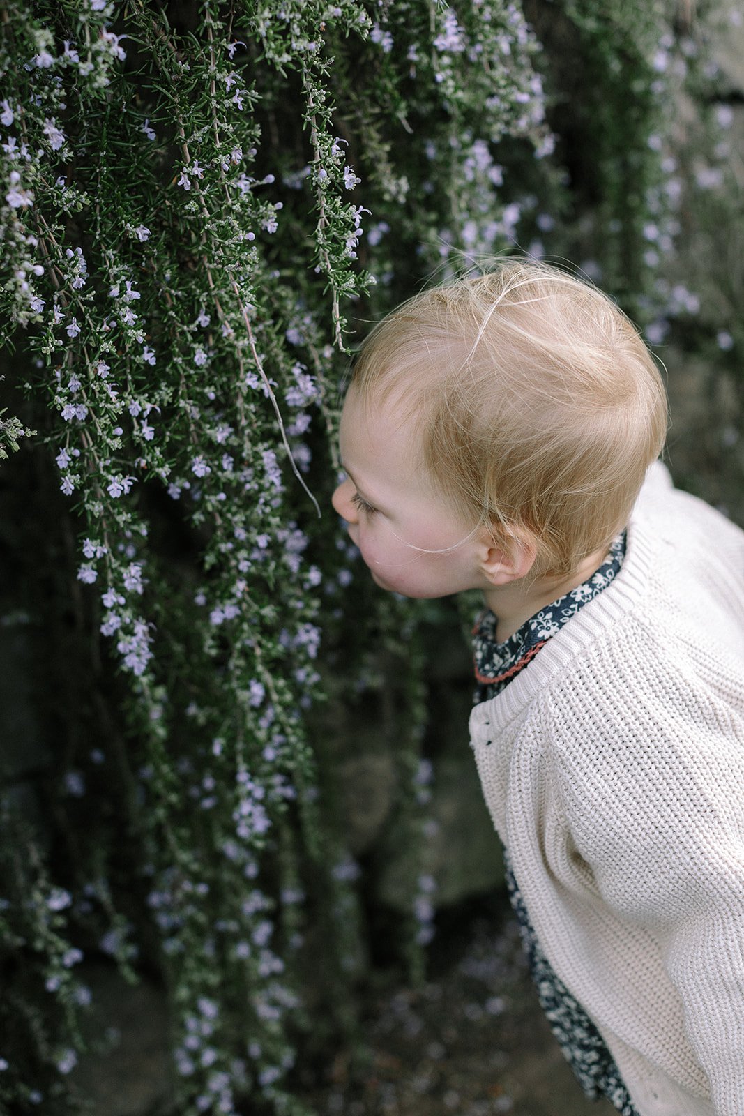  Family photographer captures toddler smelling flowers in richmond park London 