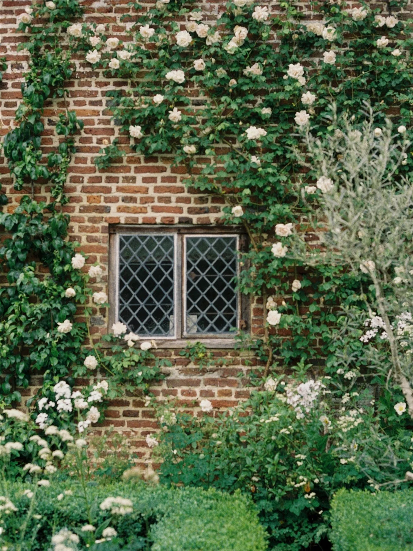 Sissinghurst Castle Gardens on 35mm film 

#onfilm #sissinghurst #floralsyourway #gardeningmakesmehappy #botanicalpickmeup #vitasackvillewest #kentlife #kentmums #sheshootsfilm #filmisnotdead #colourplus200 #fortheloveofflowers #englishcountrygarden 