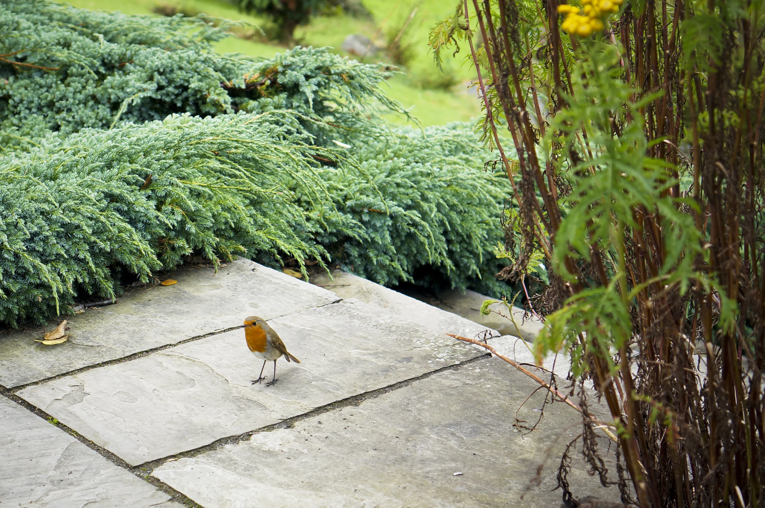 DSC00766 copyedit.JPG