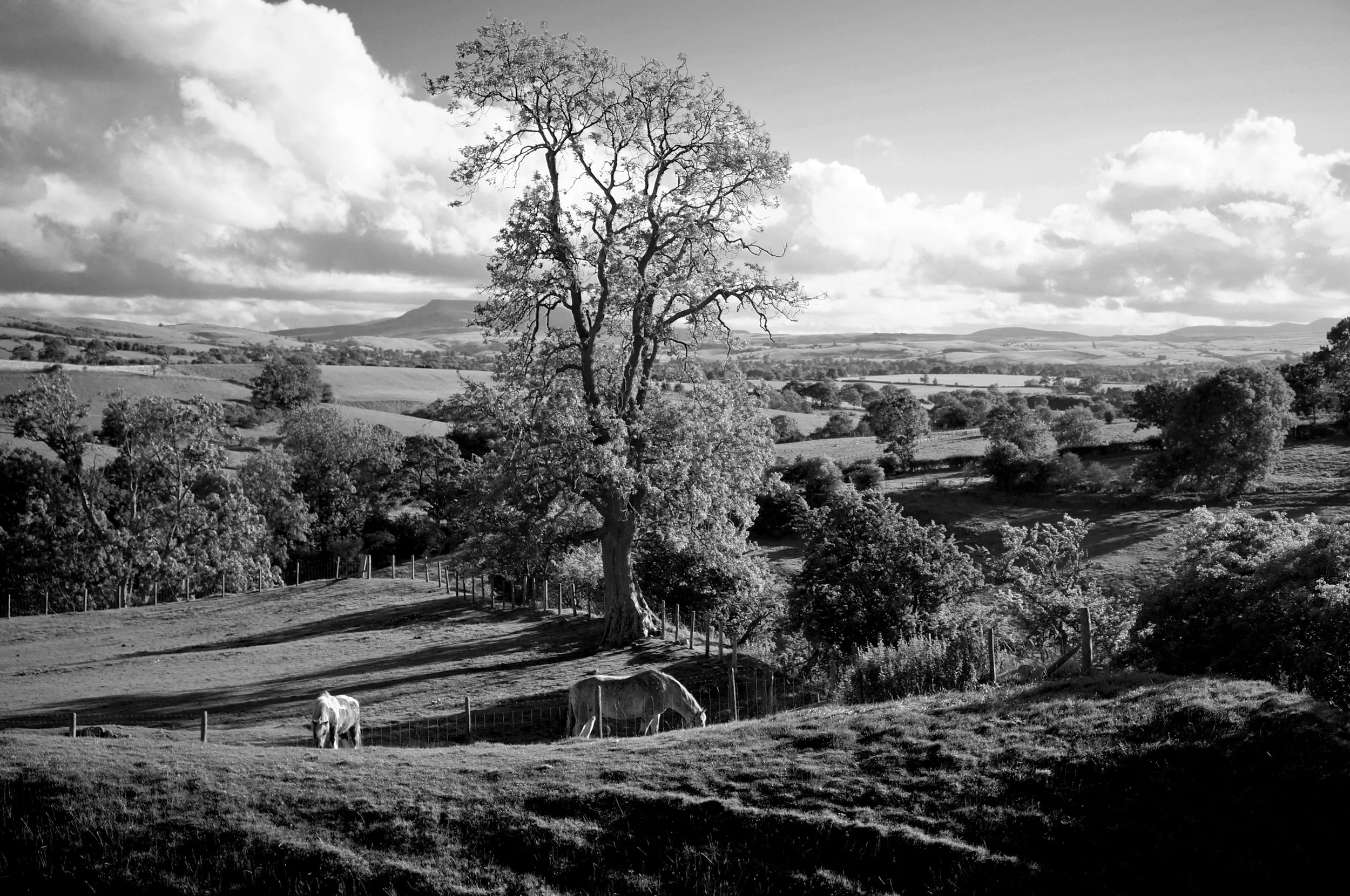 DSC00654 editedit.JPG