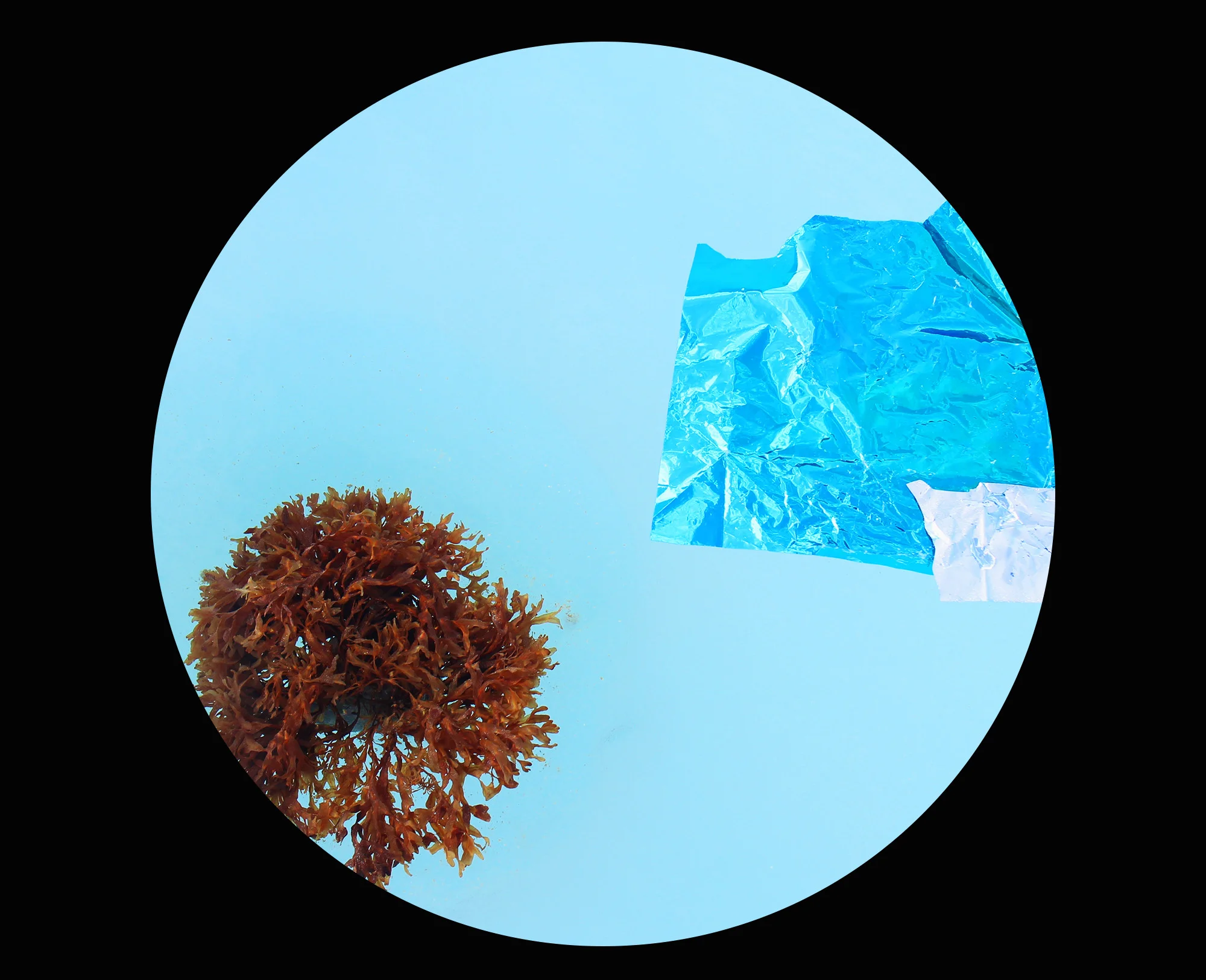 seaweed0.jpg