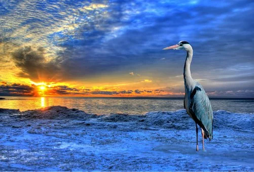 blue heron.jpg