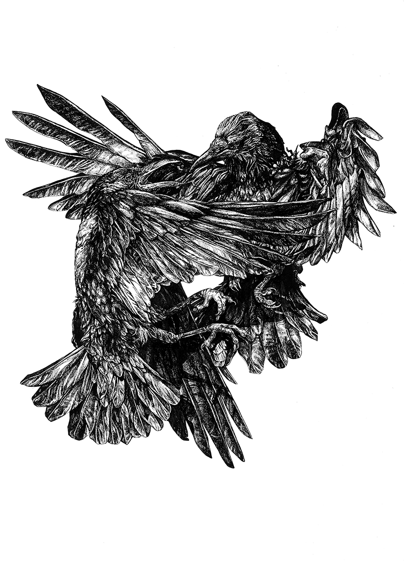 Crows web.jpg