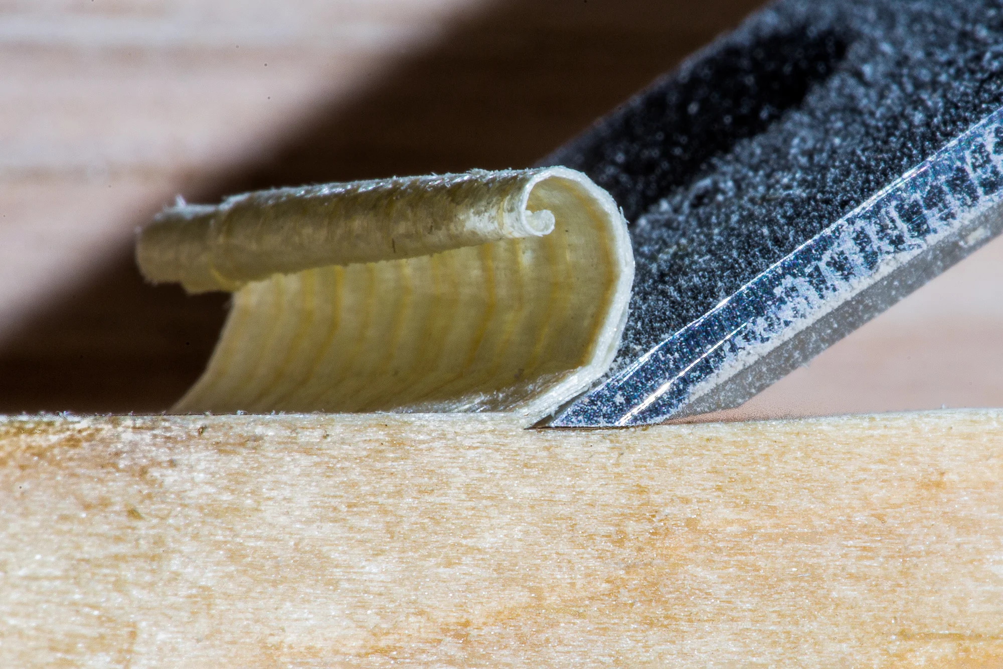 2016 0208 Workshop Macro.AES_0701.jpg