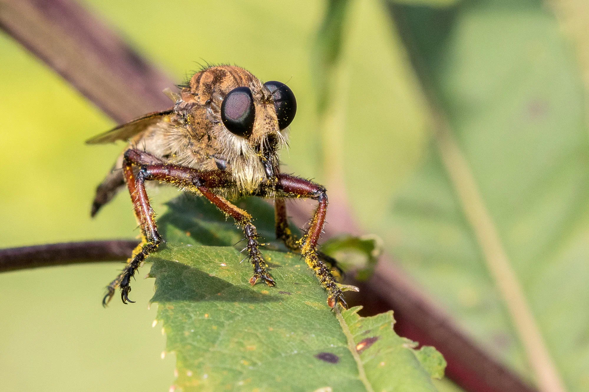 2016 0916 Rowe Woods.AES71446.jpg