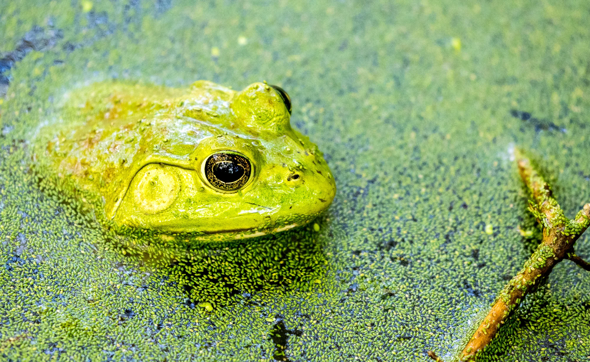 2016 0916 Rowe Woods.AES71301.jpg