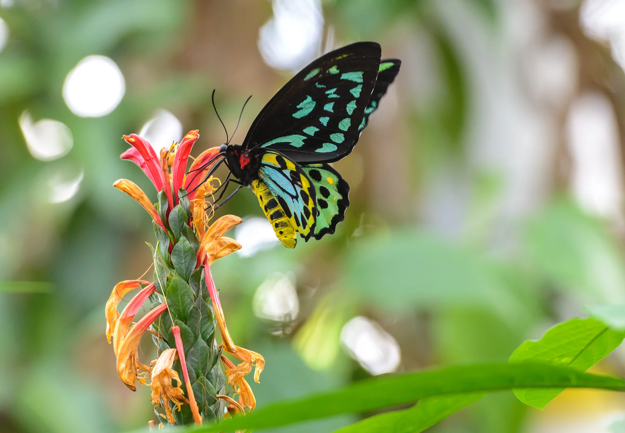 2014 0100 Niagara Falls.20140127-AES_7323.jpg