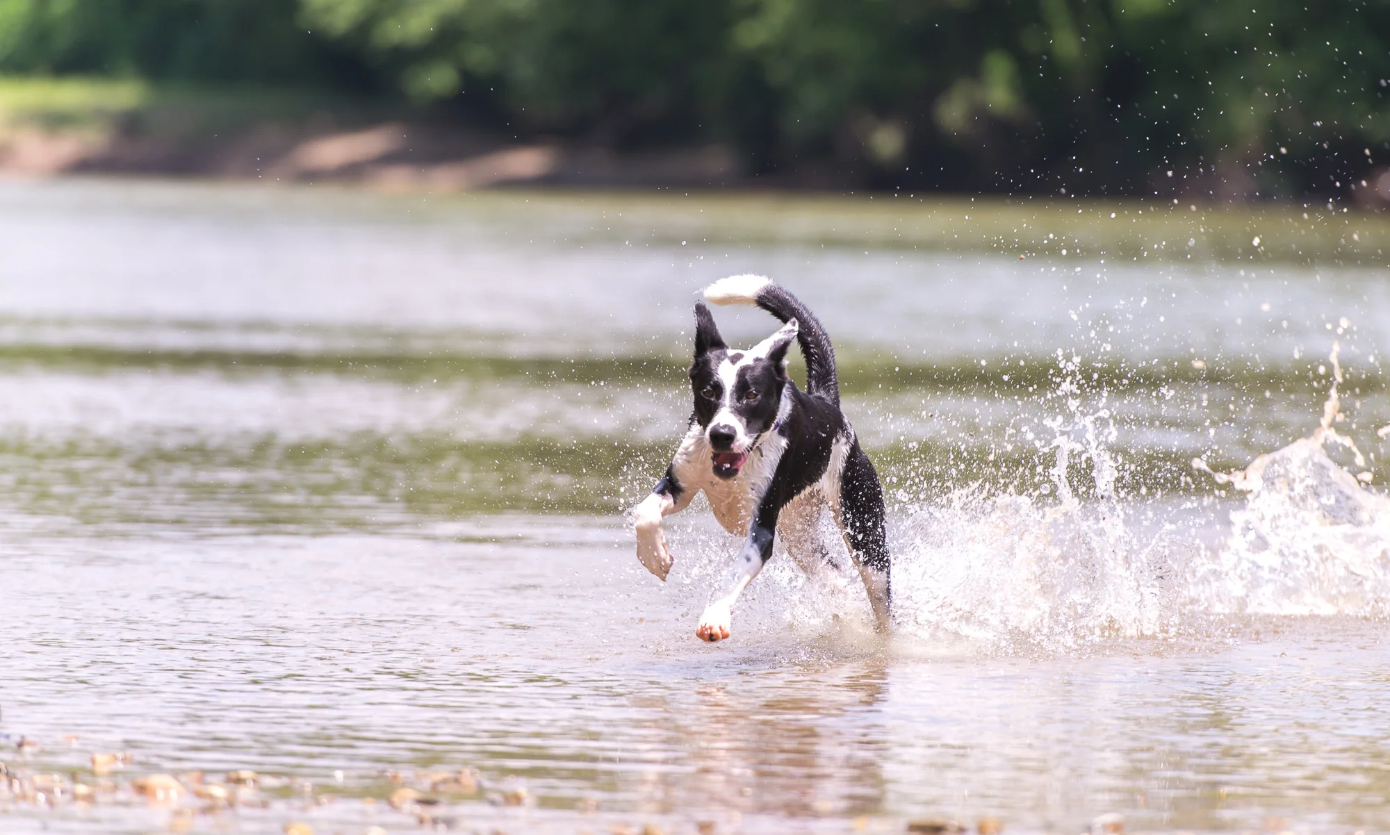 2013 0623 Armleder.AES_6045.jpg