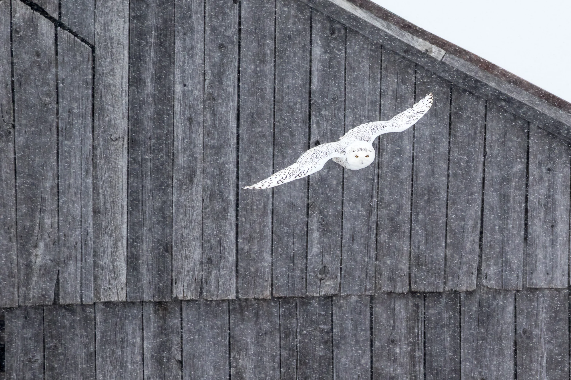 2016 0223 Snowy Owls.AES75216.jpg