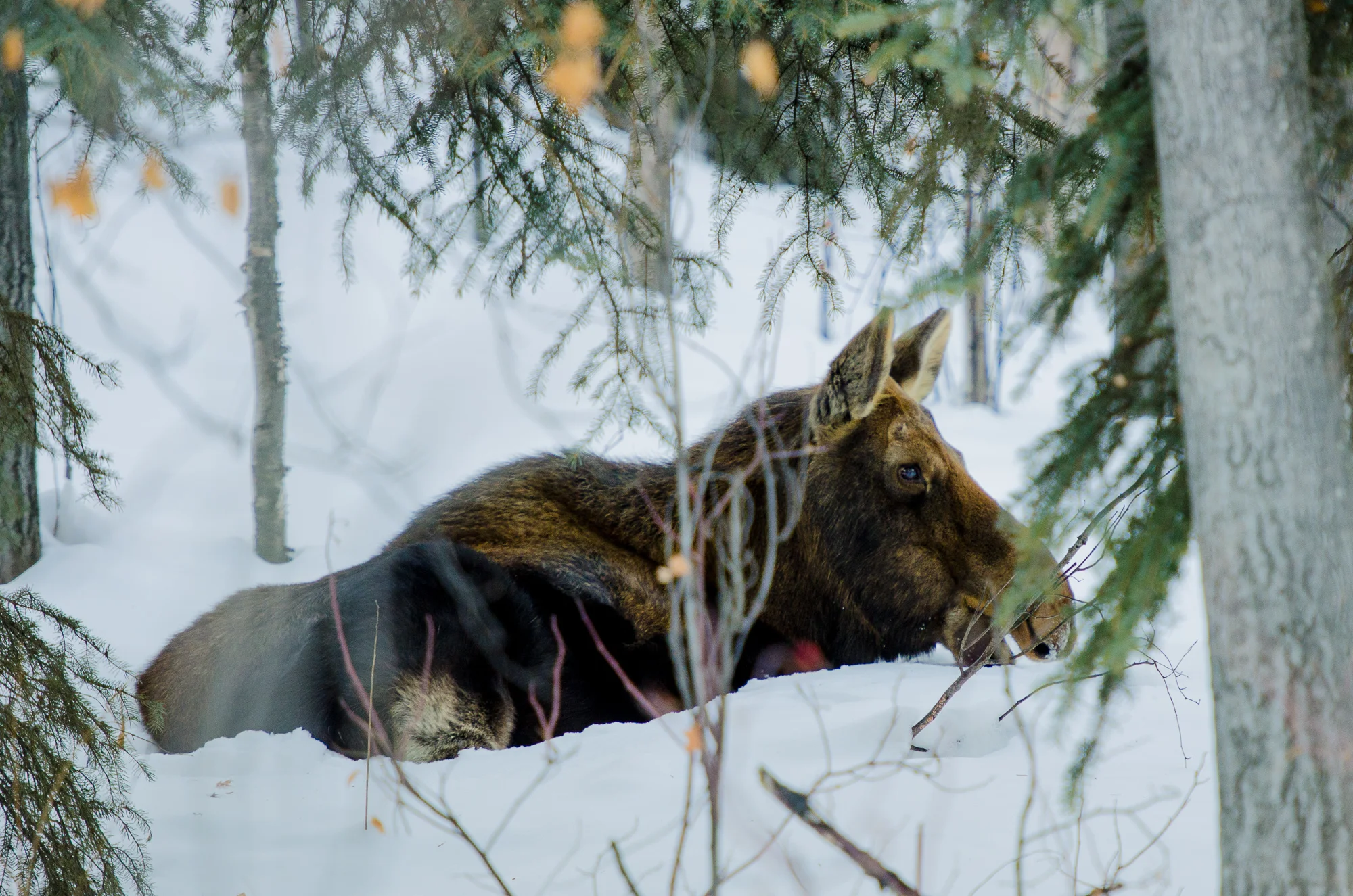2012 0300 Alaska.DSC_0448.jpg