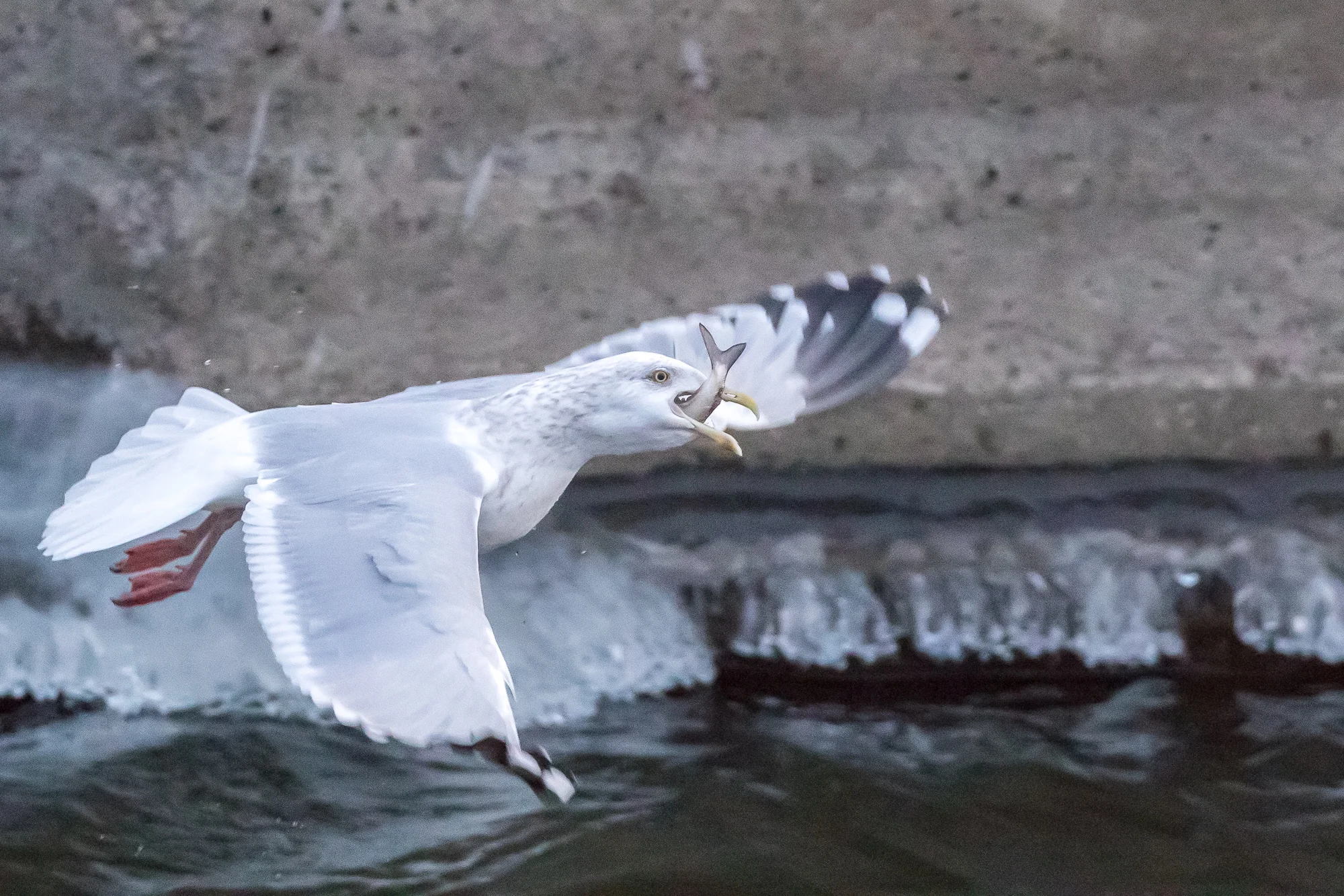 2017 0100 Eagles Iowa Upper Mississippi.AES73043.jpg