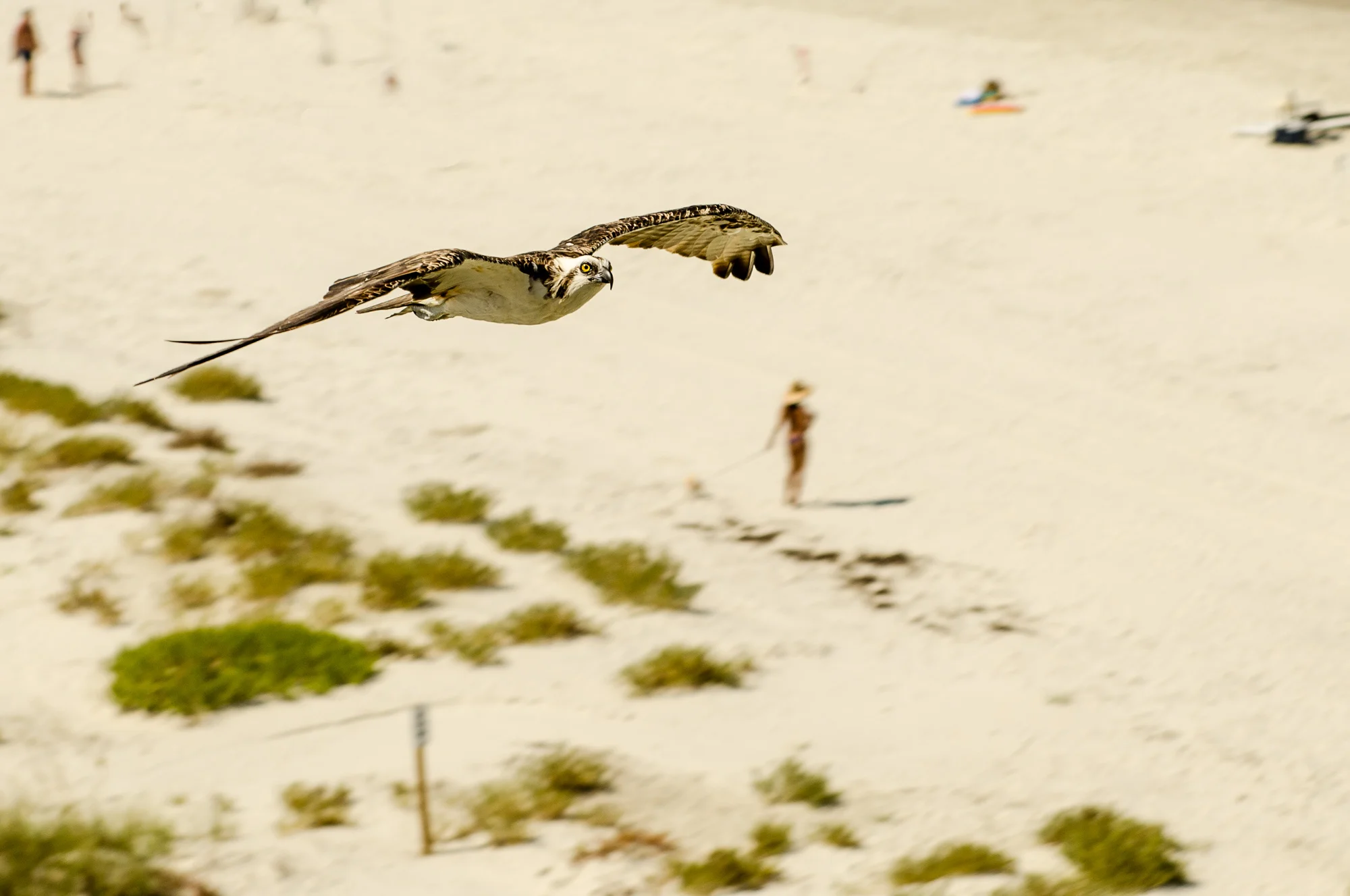 2012 0700 Florida.DSC_3394.jpg