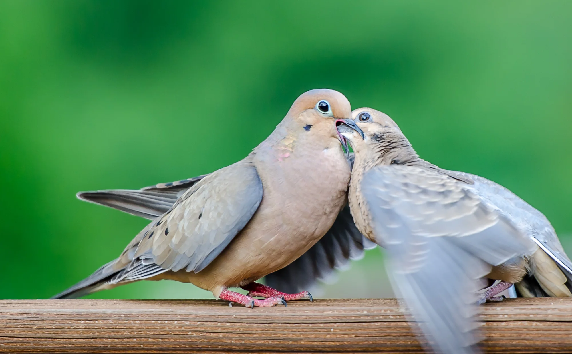 2012 0500 Local Wildlife.DSC_6815.jpg