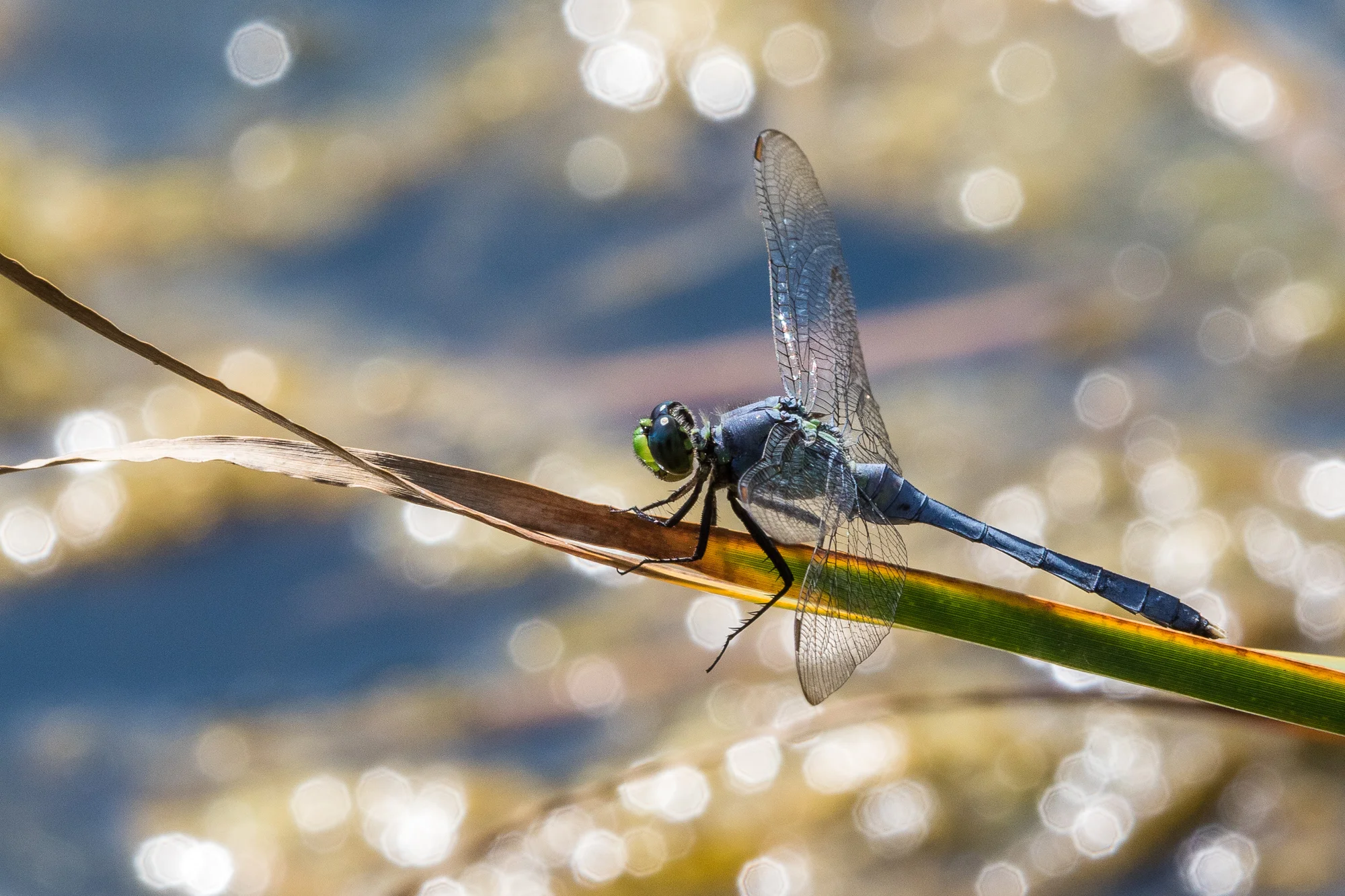 2016 0906 Rowe Woods.AES70992.jpg