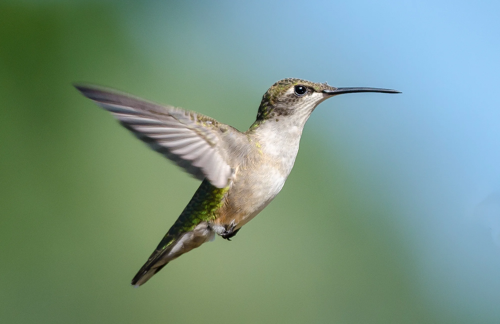 2012 0900 Hummingbirds.DSC_5262.jpg
